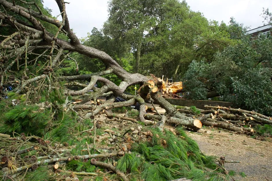 Arbre abattu et debite, chantier en cours d'evacuation