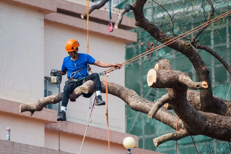 Elagueur professionnel a l'oeuvre dans la cime d'un arbre